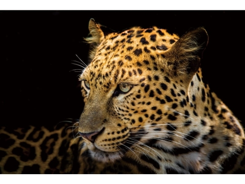 PANTHERII120 OBRAZ-PANTHER-II-120X80.JPG