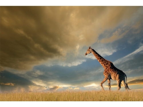 GIRAFFE120 OBRAZ-GIRAFFE-120X80.JPG