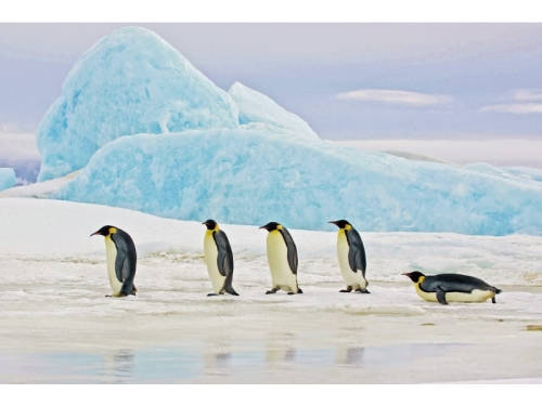 PENGUINS120 OBRAZ-PENGUINS-120X80.JPG