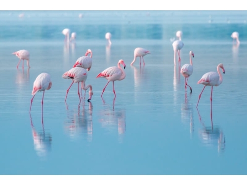 FLAMINGOS120 OBRAZ-FLAMINGOS-120X80.JPG