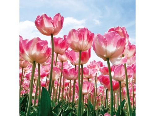 TULIPS80 OBRAZ-TULIPS-80X80.JPG
